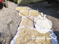 خرید بذر نارنج در گتاب در گروه خرید فروش بذر - انواع محصول کشاورزی گوجه کتان میوه درخت در یکمیوه -عکس1