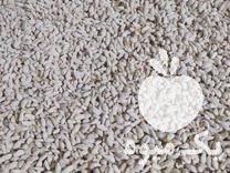 فروش بذر نارنج امساله کاملا خشک و تمیز در رامسر در گروه خرید فروش بذر - انواع محصول کشاورزی گوجه کتان میوه درخت در یکمیوه -عکس1