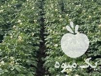 فروش انواع بذر سیب زمینی کلاس در اصفهان در گروه خرید و فروش سیب زمینی در یکمیوه -عکس1