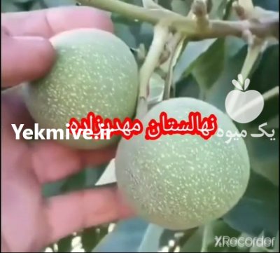 نهالفروشی مهدیزاده منصور در شهرکرد در گروه خرید فروش نهال - انواع گردو پسته بادام سلطانی انگور در یکمیوه -عکس2