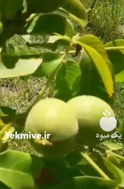 نهالفروشی مهدیزاده منصور در شهرکرد در گروه خرید فروش نهال - انواع گردو پسته بادام سلطانی انگور در یکمیوه -عکس3