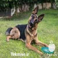 فروش سگ ژرمن شولاین و فروش سگ ژرمن شولاین در کرج در گروه سگ و گربه _ نگهبان هاسکی ژرمن دوبرمن سرابی در یکمیوه