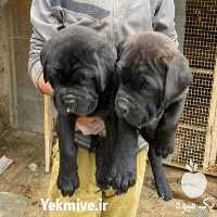 فروش توله اصیل کن کورسو اماده در گروه سگ و گربه در یکمیوه