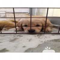 فروش گلدن رتریور سگ خانواده اصیل در تهران در گروه سگ و گربه در یکمیوه