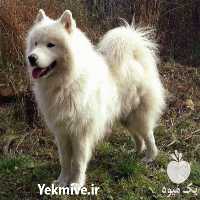 فروش توله ساموید وارداتی با مدارک در کرج در گروه سگ و گربه در یکمیوه