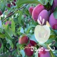 فروش عرضه عمده و تکی انواع نهال زودبازده و پیوندی در کرمانشاه در گروه خرید فروش نهال - انواع گردو پسته بادام سلطانی انگور در یکمیوه