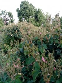 نهال گل محمدی پاجوش در شیراز در فارس در گروه خرید فروش نهال - انواع گردو پسته بادام سلطانی انگور در یکمیوه