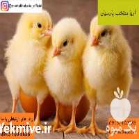 فروش جوجه گوشتی با قیمت عالی در تهران در گروه مرغ و خروس و بوقلمون و اردک قو قاز در یکمیوه