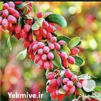 فروش نهال زرشک در اصفهان در گروه خرید فروش نهال - انواع گردو پسته بادام سلطانی انگور در یکمیوه