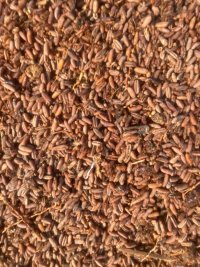 هسته خرما تحویل خوزستان در اهواز در گروه نهاده ها دام و طیور در یکمیوه