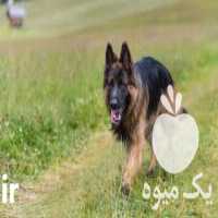 فروش ژرمن شپهرد استثنایی در کرج در گروه سگ و گربه _ نگهبان هاسکی ژرمن دوبرمن سرابی در یکمیوه