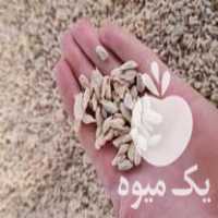 فروش تخم نارنج برای سبزه در بابل  در گروه خرید فروش عمده نارنج - میوه شمال جنوب خرید و فروش عمده در یکمیوه