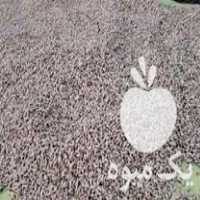 فروش تخم نارنج خشک شده در گتاب در گروه خرید فروش عمده نارنج - میوه شمال جنوب خرید و فروش عمده در یکمیوه