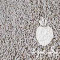 فروش بذر نارنج امساله کاملا خشک و تمیز در رامسر در گروه خرید فروش بذر - انواع محصول کشاورزی گوجه کتان میوه درخت در یکمیوه