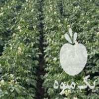 فروش انواع بذر سیب زمینی کلاس در اصفهان در گروه خرید و فروش سیب زمینی در یکمیوه