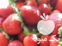 فروش بوته توت فرنگی ارزان کاموراسا در جویبار در گروه خرید فروش عمده توت فرنگی - خرید فروش عمده قرمز سفید در یکمیوه -عکس1