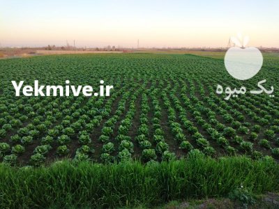 فروش عمده کاهو رسمی در آمل در گروه خرید فروش عمده کاهو - رسمی پیچ سالادی فرانسوی چینی قرمز در یکمیوه -عکس1