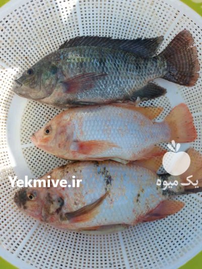 بچه ماهی تیلاپیا در البرز در گروه انواع ماهی - سالمون شیر کپور قرمز شوریده سفید گوپی مرکب در یکمیوه -عکس1