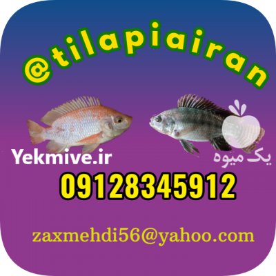 بچه ماهی تیلاپیا در البرز در گروه انواع ماهی - سالمون شیر کپور قرمز شوریده سفید گوپی مرکب در یکمیوه -عکس2