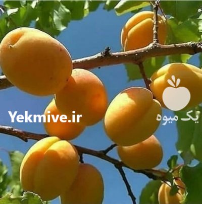 نهالستان مهدیزاده در قزوین در گروه خرید فروش نهال - انواع گردو پسته بادام سلطانی انگور در یکمیوه -عکس2