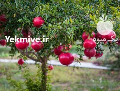 فروش نهال انار اشکفتویی در فارس در گروه خرید فروش نهال - انواع گردو پسته بادام سلطانی انگور در یکمیوه -عکس2