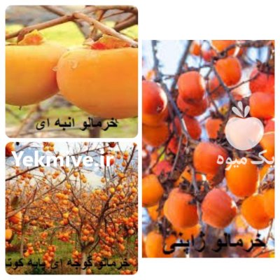 عرضه عمده و تکی انواع نهال در کرمانشاه در گروه خرید فروش نهال - انواع گردو پسته بادام سلطانی انگور در یکمیوه -عکس1