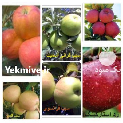 عرضه عمده و تکی انواع نهال در کرمانشاه در گروه خرید فروش نهال - انواع گردو پسته بادام سلطانی انگور در یکمیوه -عکس2