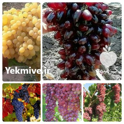 عرضه عمده و تکی انواع نهال در کرمانشاه در گروه خرید فروش نهال - انواع گردو پسته بادام سلطانی انگور در یکمیوه -عکس3