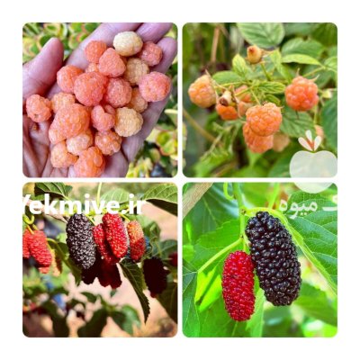 عرضه عمده و تکی انواع نهال در کرمانشاه در گروه خرید فروش نهال - انواع گردو پسته بادام سلطانی انگور در یکمیوه -عکس4