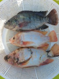بچه ماهی تیلاپیا در البرز در گروه انواع ماهی - سالمون شیر کپور قرمز شوریده سفید گوپی مرکب در یکمیوه