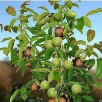 گردو جمال گردوخوشه ای گردوژنوتیپ در بوکان