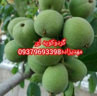 نهالستان مهدیزاده در قزوین در گروه خرید فروش نهال - انواع گردو پسته بادام سلطانی انگور در یکمیوه