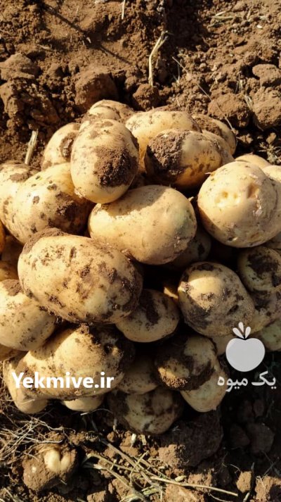 فروش سیب زمینی در اسدآباد در گروه خرید فروش عمده سیب زمینی - زودرس دیررس آگریا اسپریت اردبیل همدان در یکمیوه -عکس1