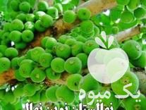 فروش نهال انجیر استهبان در شیراز در گروه خرید فروش نهال - انواع گردو پسته بادام سلطانی انگور در یکمیوه -عکس1