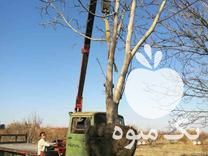 فروش نهال ودرخت و گل و گیاه نهالستان در مشهد در گروه خرید فروش نهال - انواع گردو پسته بادام سلطانی انگور در یکمیوه -عکس1