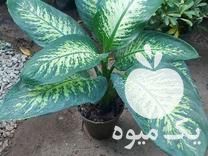 فروش گل و گیاه اپارتمانی در ساری در گروه خرید فروش عمده گیاهان زینتی - گرمسیری آپارتمانی باغچه آب در یکمیوه -عکس1