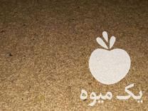 فروش فوق العاده تخم نارنج در گتاب در گروه خرید فروش عمده نارنج - میوه شمال جنوب خرید و فروش عمده در یکمیوه -عکس1