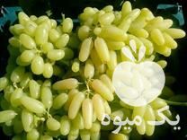 فروش نهال انگور بی دانه پیکانی گلدانی در ساری در گروه خرید فروش نهال - انواع گردو پسته بادام سلطانی انگور در یکمیوه -عکس1