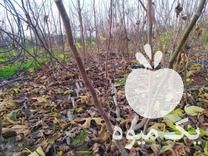 فروش نهال انجیر سفید گلوگاه در مازندران در گروه خرید فروش نهال - انواع گردو پسته بادام سلطانی انگور در یکمیوه -عکس1