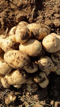 فروش سیب زمینی در اسدآباد در گروه خرید فروش عمده سیب زمینی - زودرس دیررس آگریا اسپریت اردبیل همدان در یکمیوه