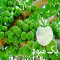 فروش نهال انجیر استهبان در شیراز در گروه خرید فروش نهال - انواع گردو پسته بادام سلطانی انگور در یکمیوه