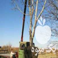 فروش نهال ودرخت و گل و گیاه نهالستان در مشهد در گروه خرید فروش نهال - انواع گردو پسته بادام سلطانی انگور در یکمیوه