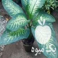 فروش گل و گیاه اپارتمانی در ساری در گروه خرید فروش عمده گیاهان زینتی - گرمسیری آپارتمانی باغچه آب در یکمیوه