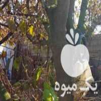 فروش چوب درخت توت در گرگان در گروه خرید فروش عمده چوب- زغال چوب گردو تبریزی خام در یکمیوه