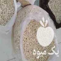 فروش تخم نارنج در ساری در گروه خرید فروش عمده نارنج - میوه شمال جنوب خرید و فروش عمده در یکمیوه