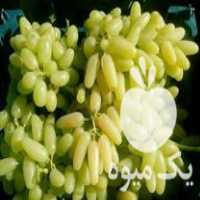 فروش نهال انگور بی دانه پیکانی گلدانی در ساری در گروه خرید فروش نهال - انواع گردو پسته بادام سلطانی انگور در یکمیوه