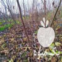 فروش نهال انجیر سفید گلوگاه در مازندران در گروه خرید فروش نهال - انواع گردو پسته بادام سلطانی انگور در یکمیوه