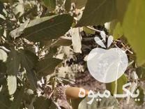 فروش خوراک دام بلوط عمده هر جاه باشه میارم تحویل میدم در لردگان در گروه خوراک دام و طیور - پرواری شیری علوفه یونجه در یکمیوه -عکس1