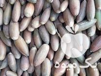 فروش بلوط دامی خوراک دام در مشهد در گروه خوراک دام و طیور - پرواری شیری علوفه یونجه در یکمیوه -عکس1