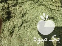 فروش ذرت علوفه ای در روانسر در گروه خوراک دام و طیور - پرواری شیری علوفه یونجه در یکمیوه -عکس1